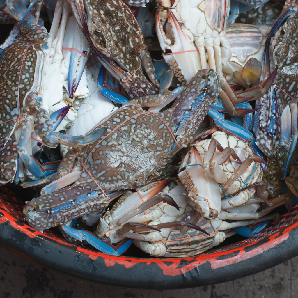 北海道小樽産ワタリ蟹(オス)