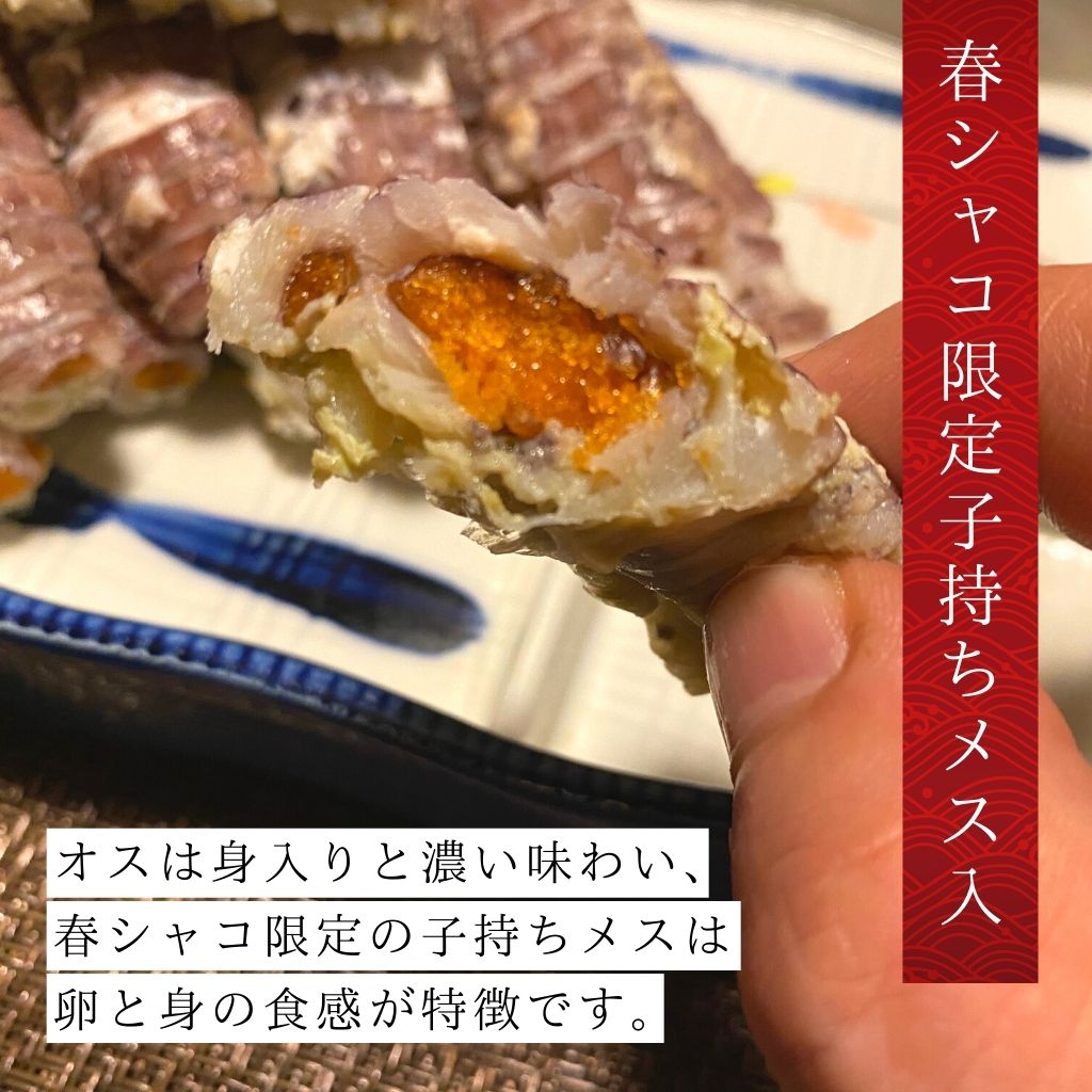 【VIP限定先行5%販売】2025年小樽前浜産特大春シャコ