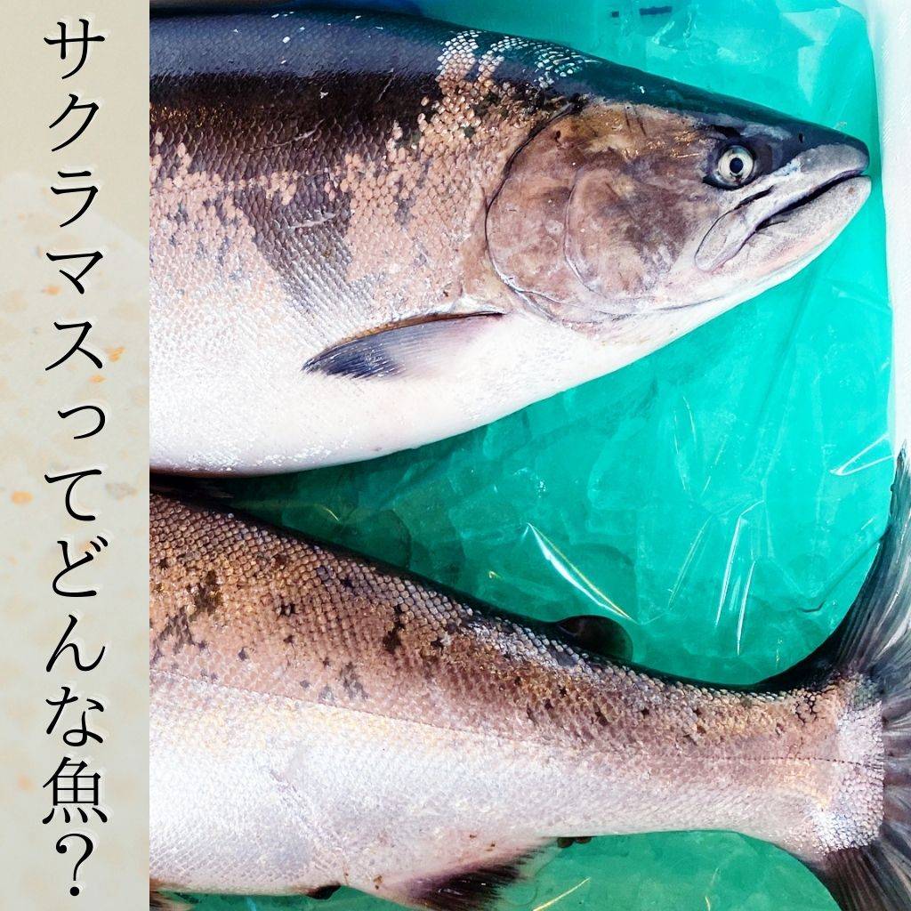 川魚様専用ページ （春の川で魚を釣って美味しい川魚料理を作