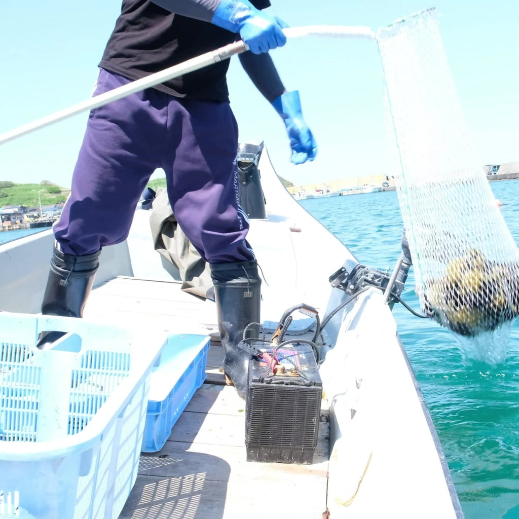 小樽産塩水生うに【白うに（キタムラサキウニ）100g×1】 2024年