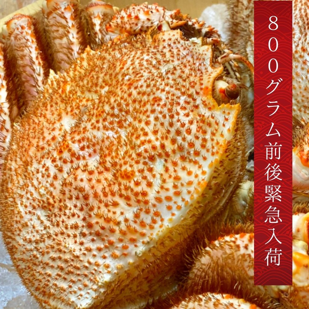 北海道産特大プレミアム毛蟹（800g前後×1尾）