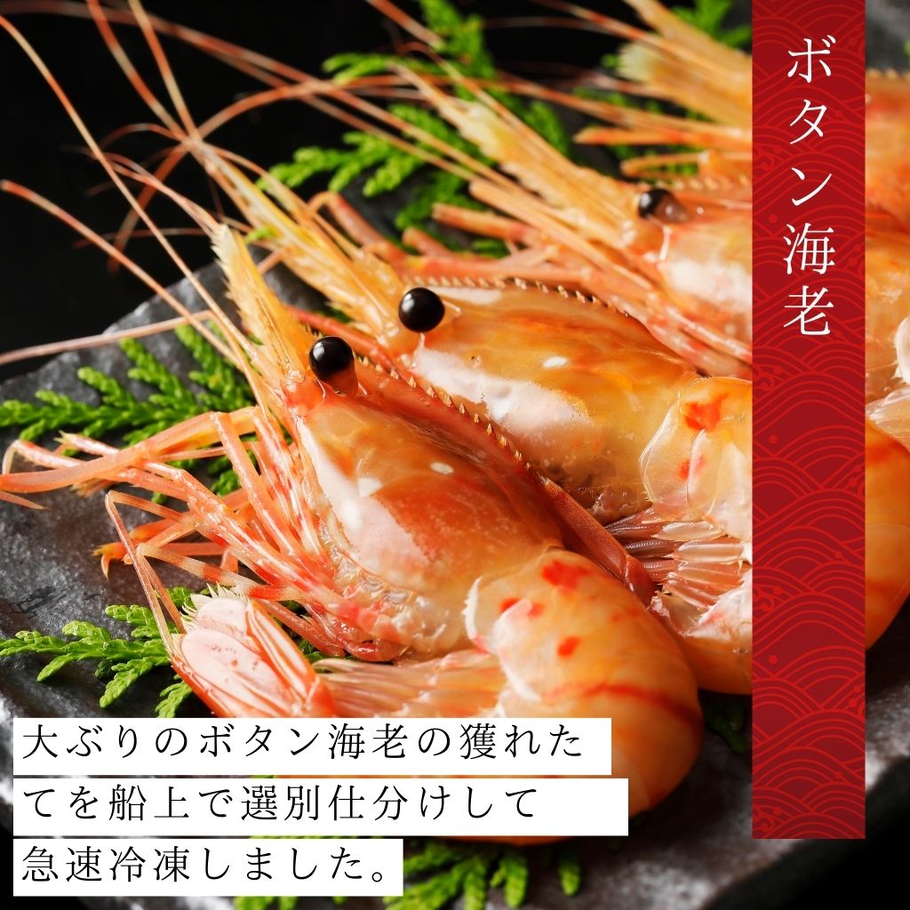 特大子持ちボタン海老 メスL・500g を北海道から通販・取り寄せ 北海道の海産物通販 オンラインショップ