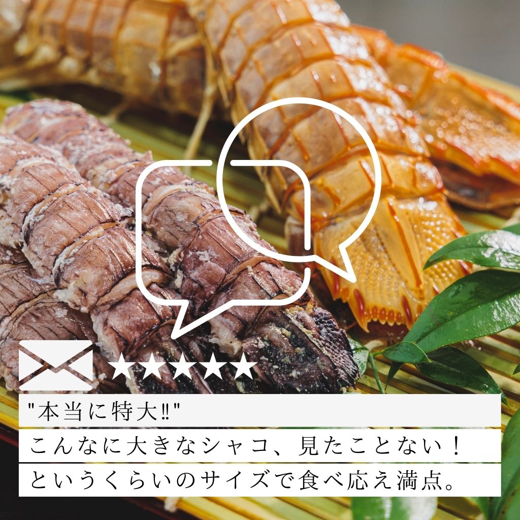 【会員限定】小樽前浜産シャコ（メス）10尾