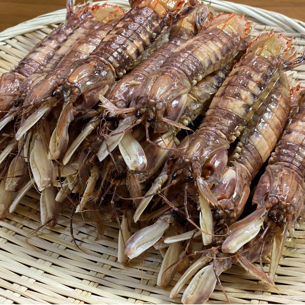 特大シャコ